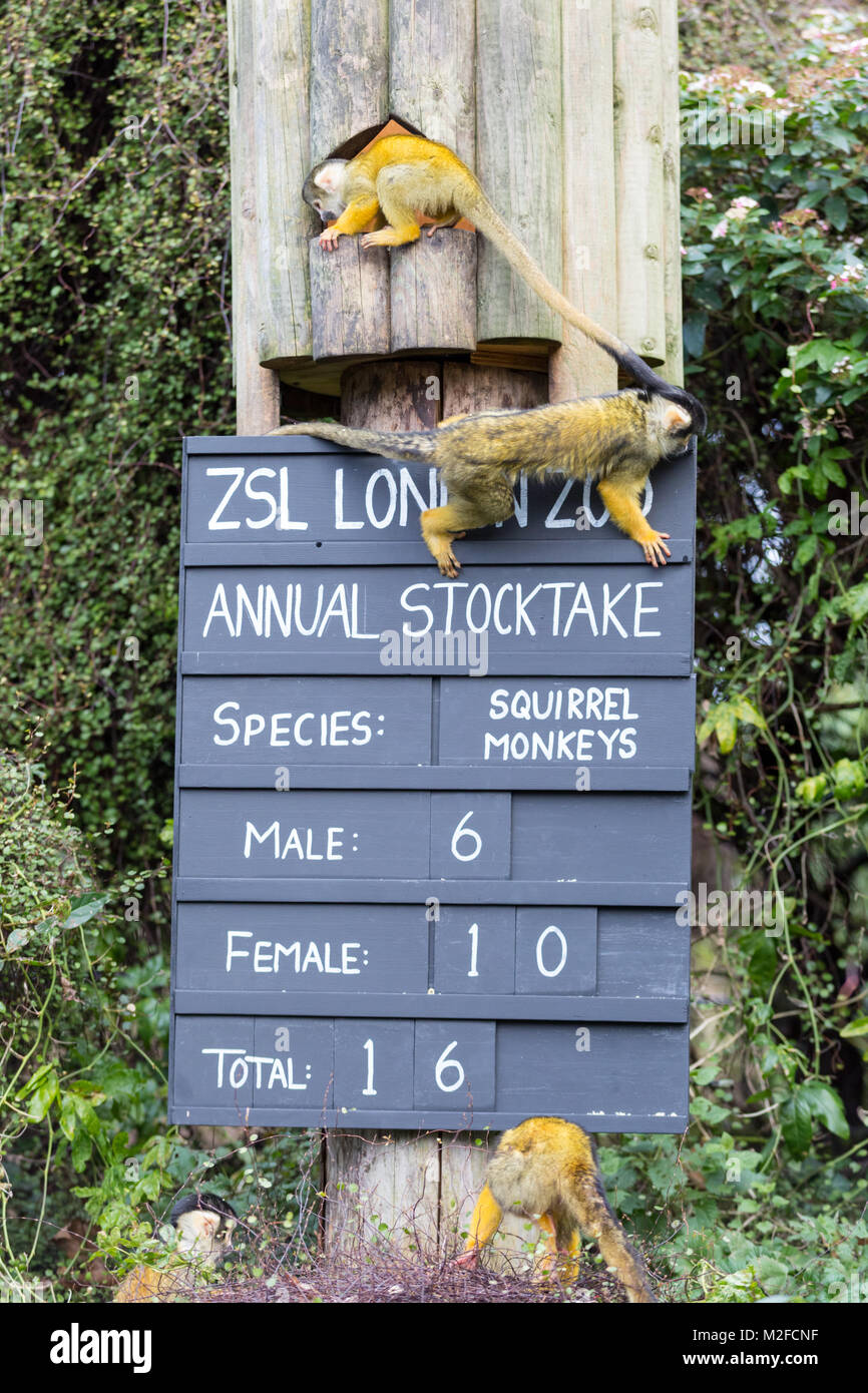 Regent's Park, Londres, 7h Feb 2018. Keeper Tony essaye de garder le singe écureuil gang à vérifier. Au zoo ZSL London Zoo prêt leurs planchettes, calculatrices, appareils photo - comme ils se préparent à compter les animaux au Zoo's bilan annuel. La garde de plus de 700 espèces différentes, ZSL keepers font face à la tâche difficile de dénombrer tous les mammifères, d'oiseaux, reptiles, poissons et invertébrés au Zoo. Credit : Imageplotter News et Sports/Alamy Live News Banque D'Images