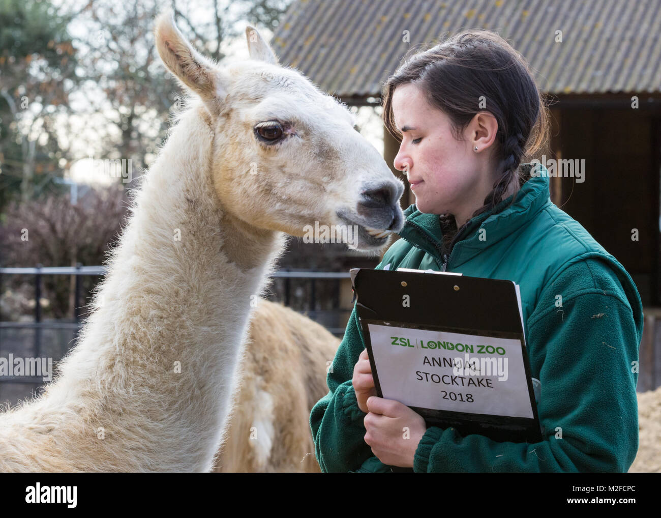 Regent's Park, Londres, 7 février 2018. Perry le lama semble heureux de voir son gardien Chelsea aujourd'hui. Au zoo ZSL London Zoo prêt leurs planchettes, calculatrices, appareils photo - comme ils se préparent à compter les animaux au Zoo's stock annuel prendre. La garde de plus de 700 espèces différentes, ZSL keepers font face à la tâche difficile de dénombrer tous les mammifères, d'oiseaux, reptiles, poissons et invertébrés au Zoo. Credit : Imageplotter News et Sports/Alamy Live News Banque D'Images