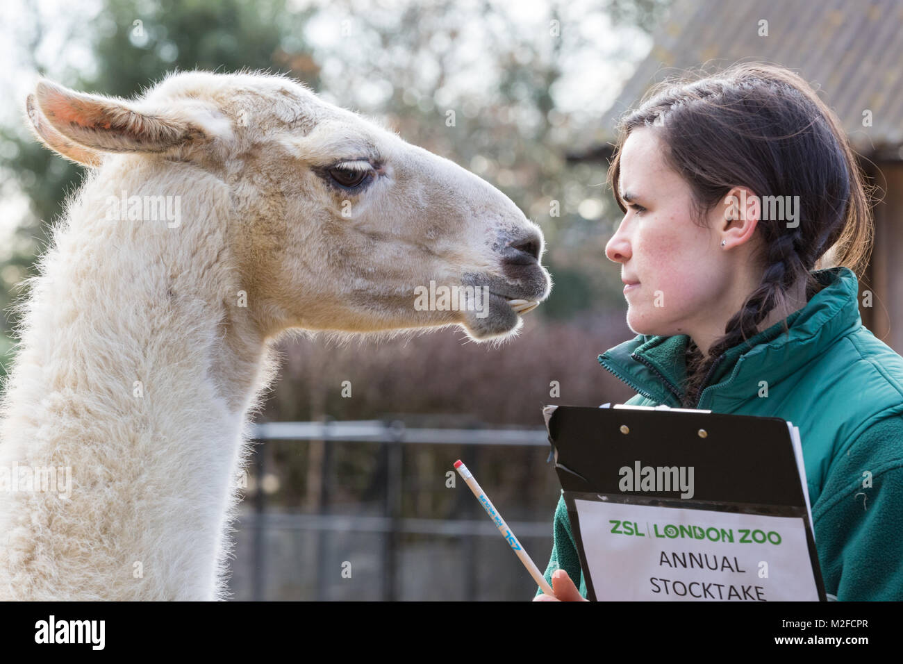 Regent's Park, Londres, 7 février 2018. Perry le lama semble heureux de voir son gardien Chelsea aujourd'hui. Au zoo ZSL London Zoo prêt leurs planchettes, calculatrices, appareils photo - comme ils se préparent à compter les animaux au Zoo's stock annuel prendre. La garde de plus de 700 espèces différentes, ZSL keepers font face à la tâche difficile de dénombrer tous les mammifères, d'oiseaux, reptiles, poissons et invertébrés au Zoo. Credit : Imageplotter News et Sports/Alamy Live News Banque D'Images