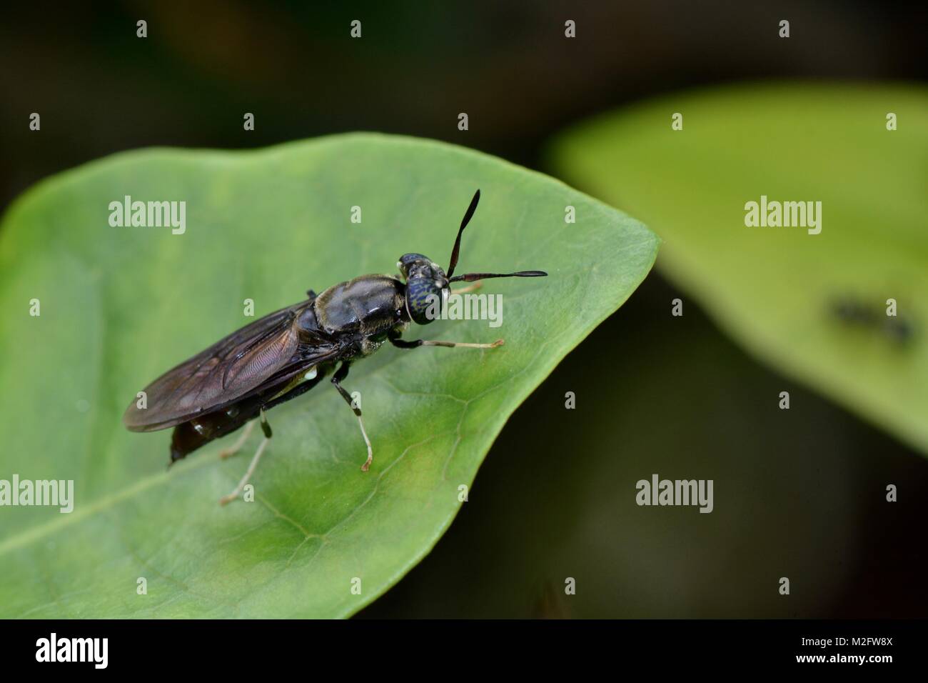 Un soldat noir vole sur une feuille, en Malaisie Banque D'Images