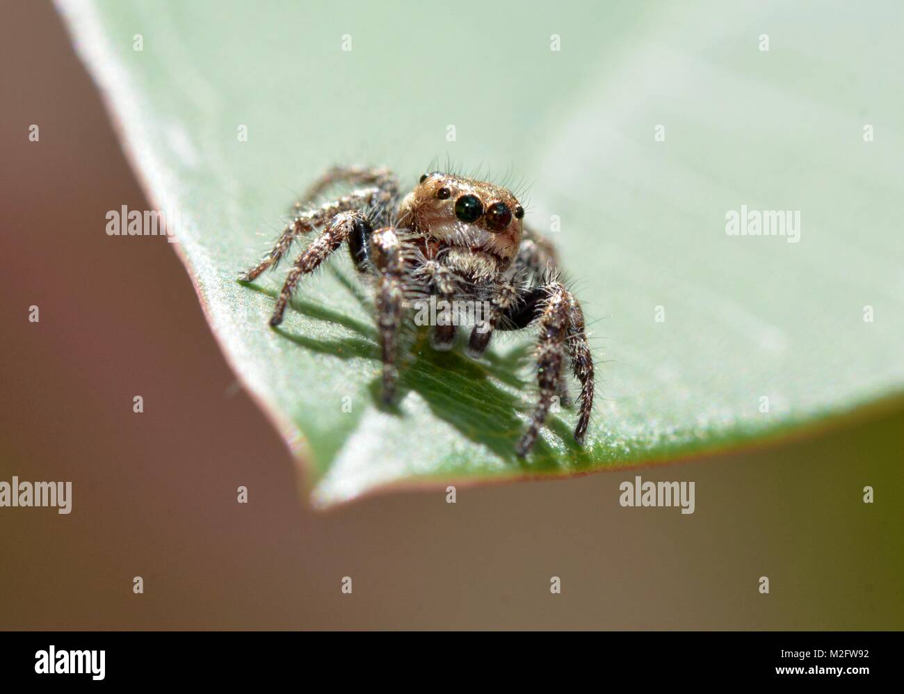 Des golden dans un jardin de Malaisie Banque D'Images