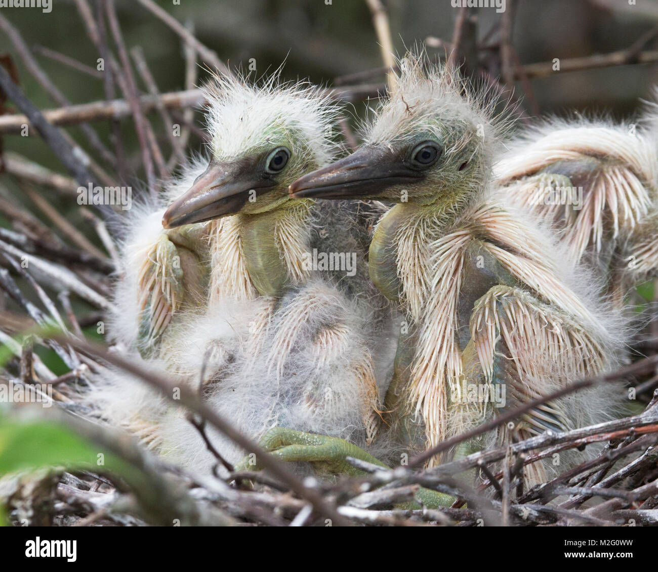 Bebe Heron Banque D Image Et Photos Alamy