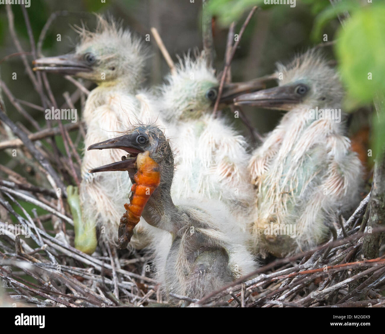 Little Blue Heron (Egretta caerulea) poussin nid en mangeant à une rookerie en Louisiane bayou Banque D'Images