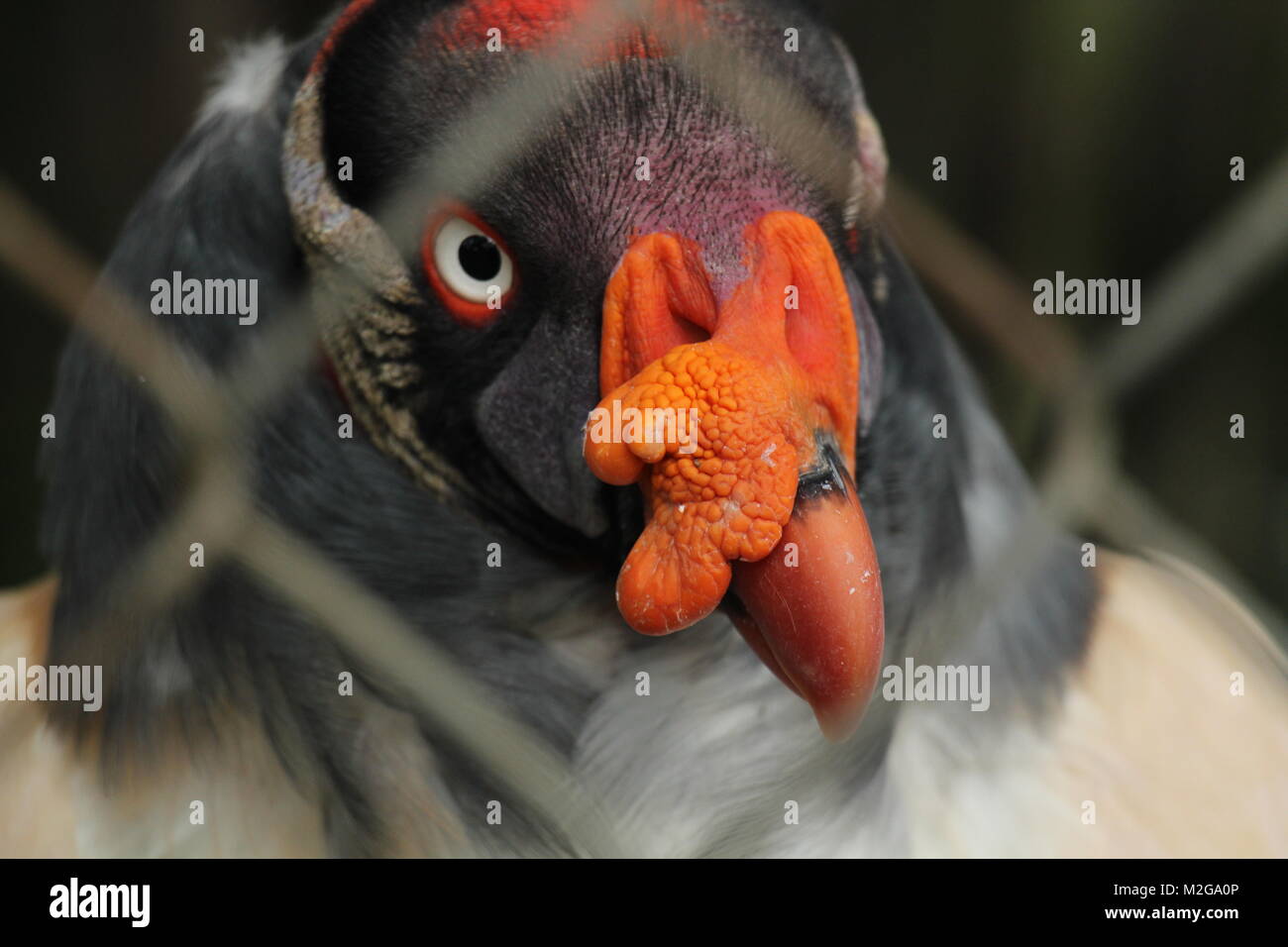 Close up d'un œil cyan beutiful d'un oiseau au plumage gris et bec orange Banque D'Images