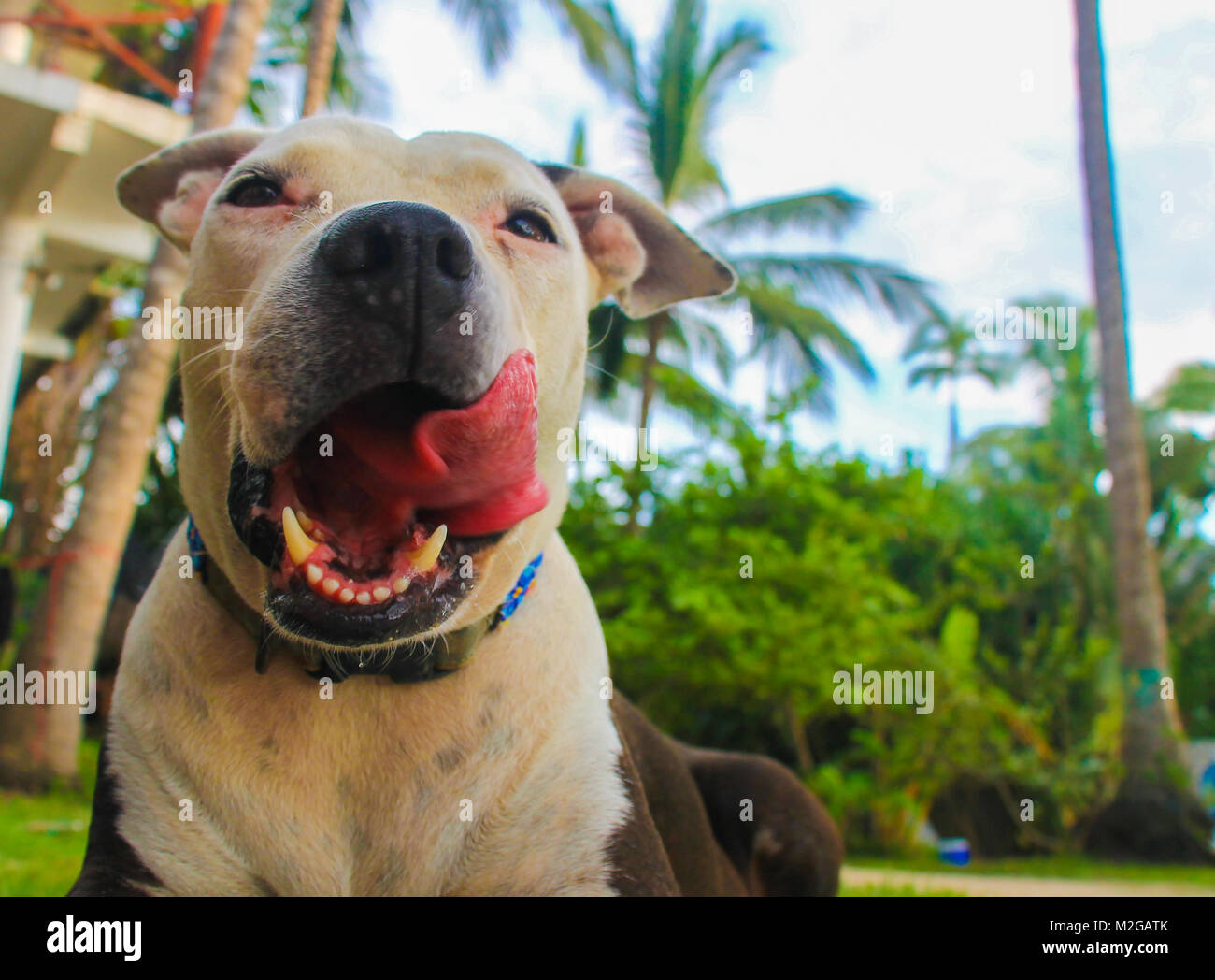 Cute pitbull chien sur la plage, avec en arrière-plan des palmiers vert Banque D'Images
