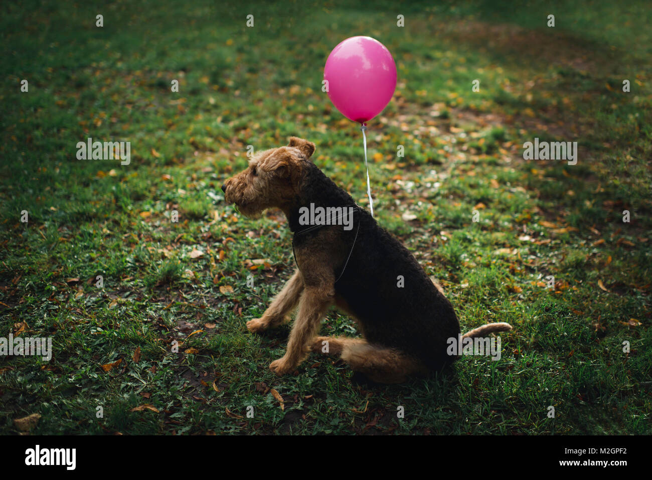 Party Animals. Les chiens avec ballons roses, étant la vie de la partie. Banque D'Images