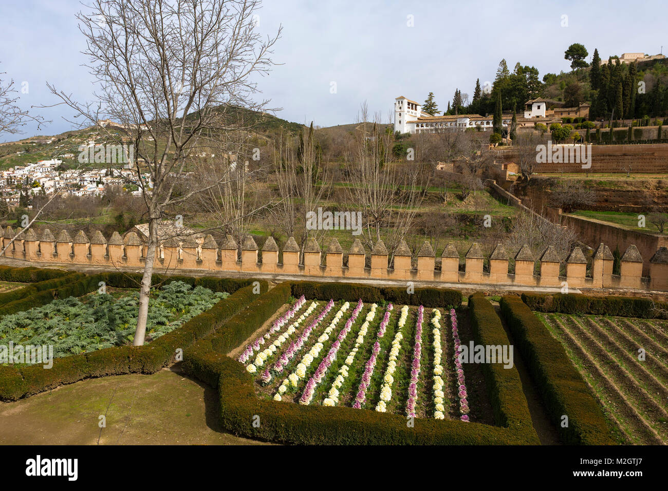 Choux ornementaux de plus en plus fréquent dans les murs de l'Alhambra, avec une vue à travers le Barranco de la Aikibía au Generalife et Sacromonte, Grenade Banque D'Images