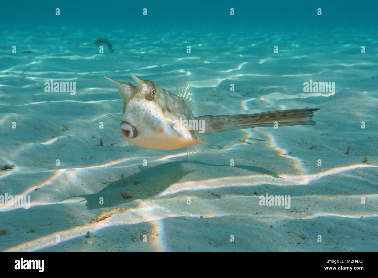 L'étrange poisson tropical, un cowfish Lactoria cornuta, longhorn, sous l'eau dans le lagon de Bora Bora, l'océan Pacifique, Polynésie Française Banque D'Images