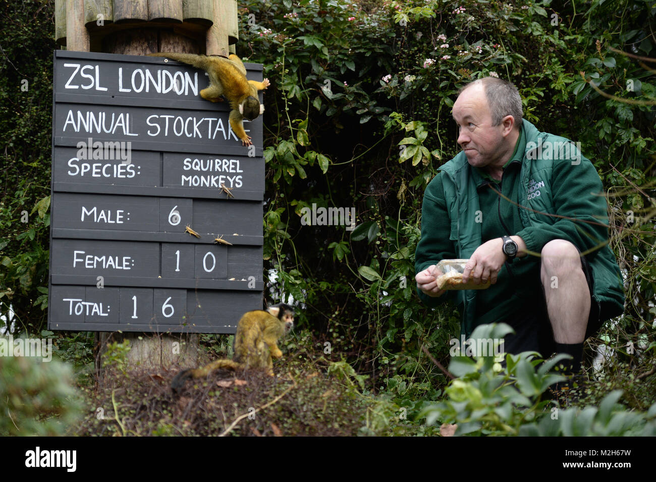 Tony gardien Cholerton avec les singes écureuils à l'assemblée annuelle de l'inventaire au ZSL Zoo de Londres dans le centre de Londres. Banque D'Images