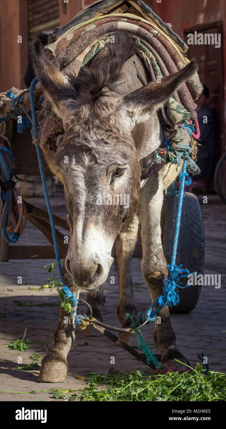 Un ane au travail, l'air fatigué mais très bien entretenues par les habitants de, est lié à un panier et mange verts à partir du sol. Medina, Marrakech, Maroc. Banque D'Images