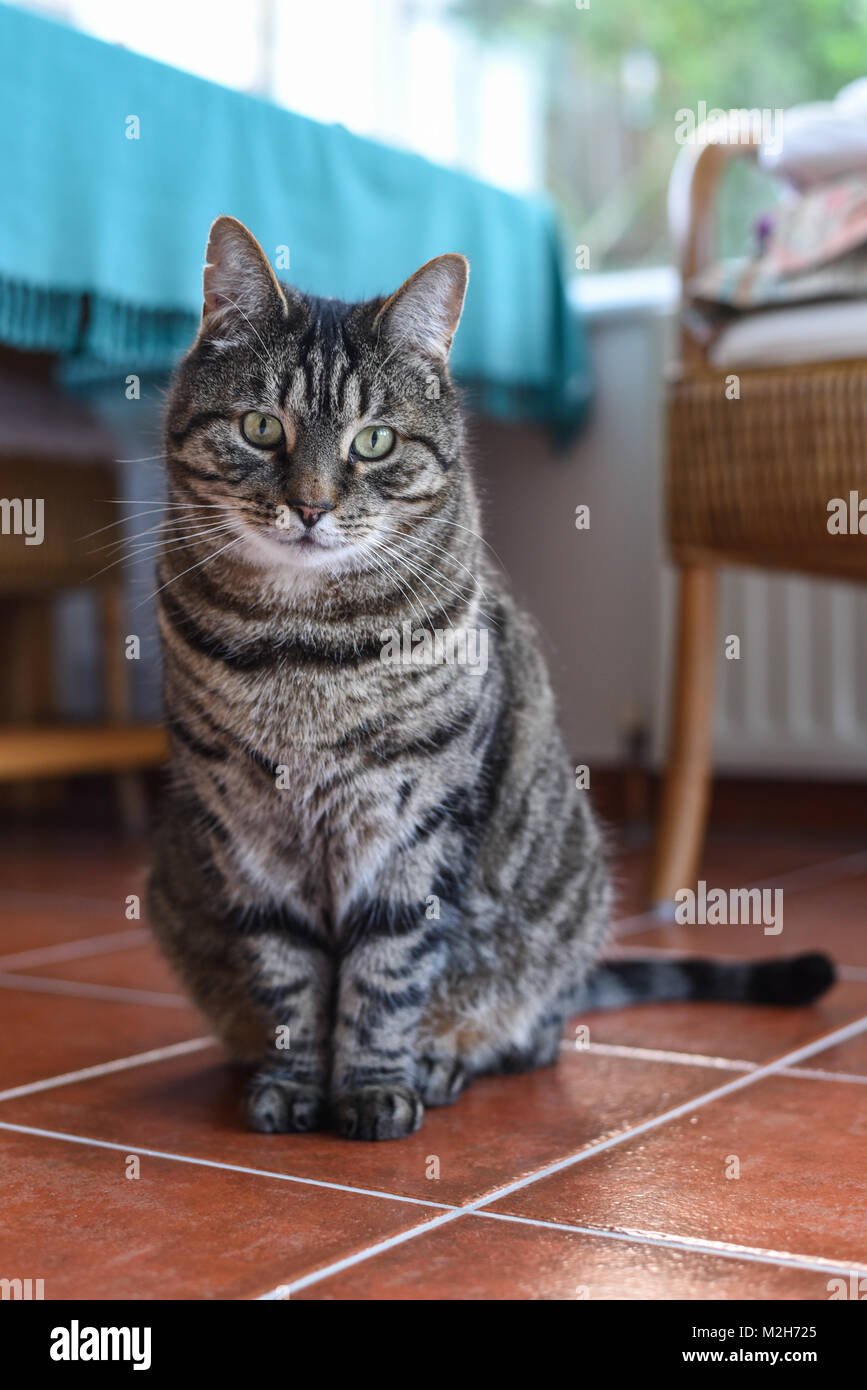 Sweet brown tabby cat sitting gris blanc caméra satisfait dans une véranda à la maison sur un sol carrelé avec couleur de fond turquoise Banque D'Images