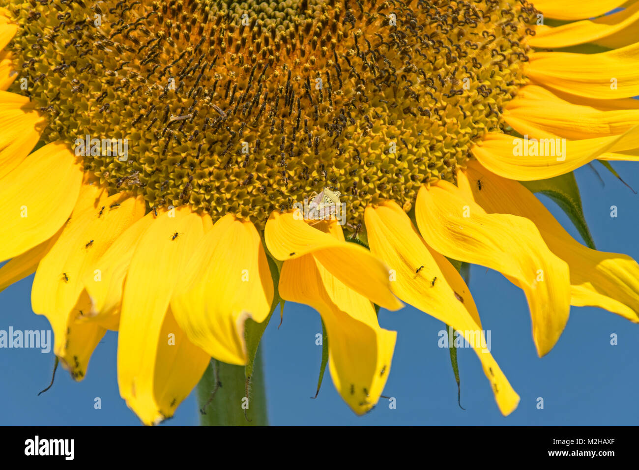 un insecte verdâtre et beaucoup de fourmis sur un géant tournesol avec ciel bleu en arrière-plan Banque D'Images