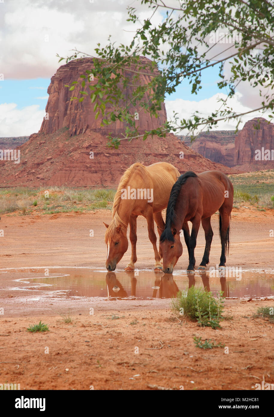Deux chevaux sauvages de l'alcool au niveau de l'eau oasis du désert Banque D'Images