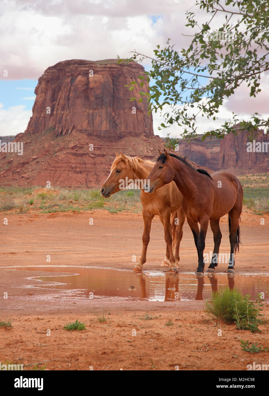 Deux chevaux sauvages au point d'eau permanent Banque D'Images