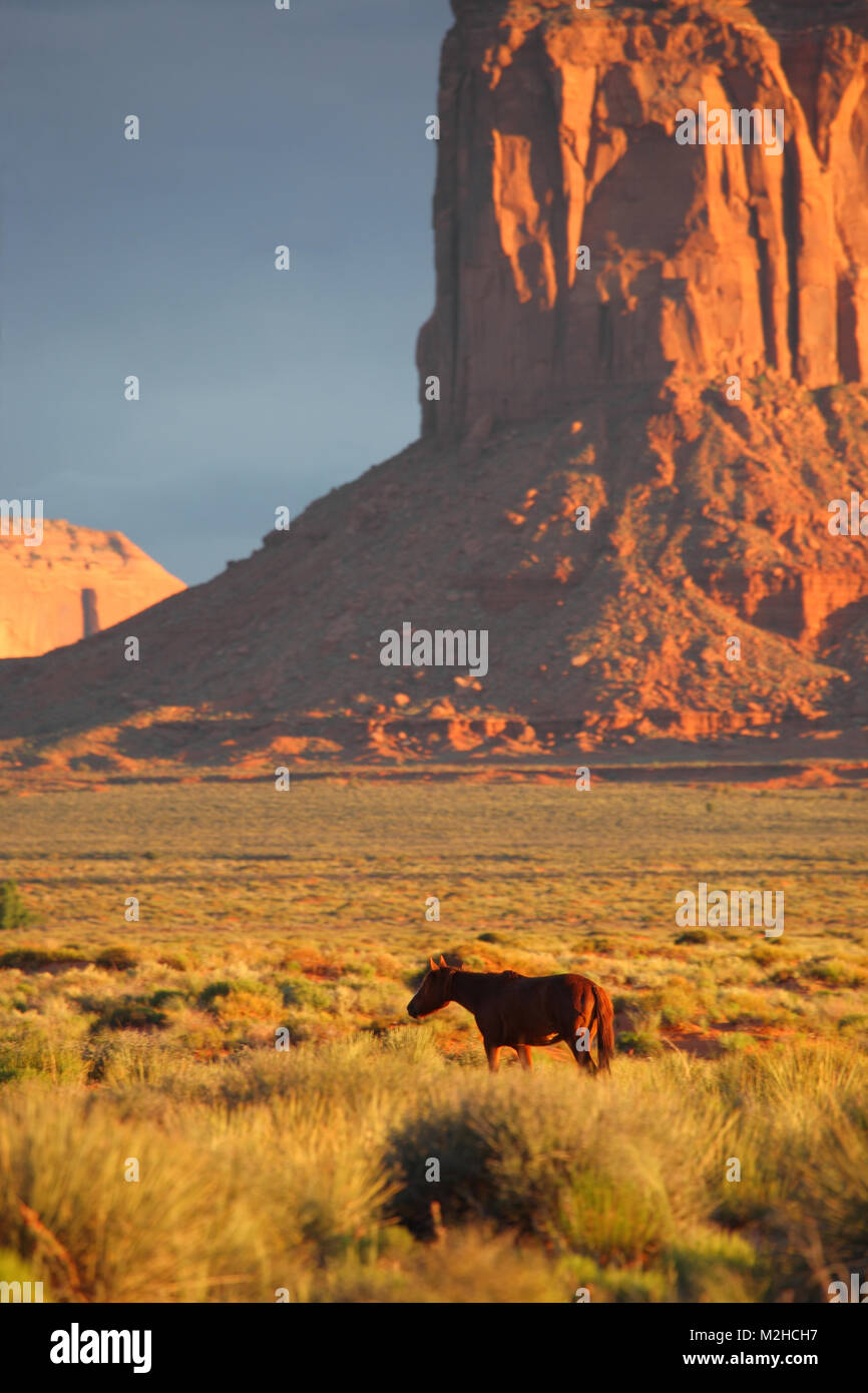 Cheval sauvage dans le désert du Sud-Ouest avec monument de roche rouge en arrière-plan Banque D'Images