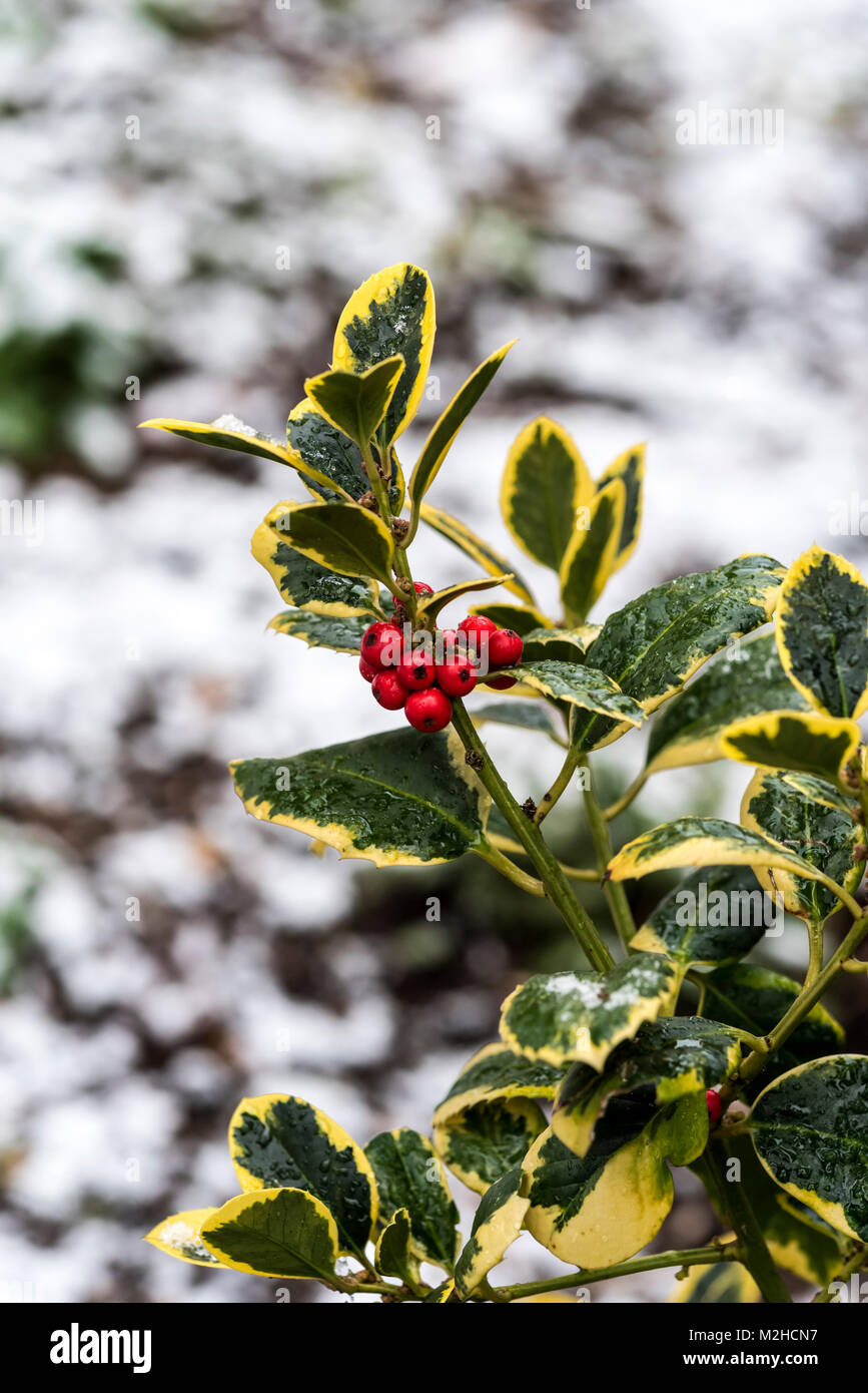 Ilex altaclerensis golden king, Holly, variegated aquifoliaceae. Banque D'Images