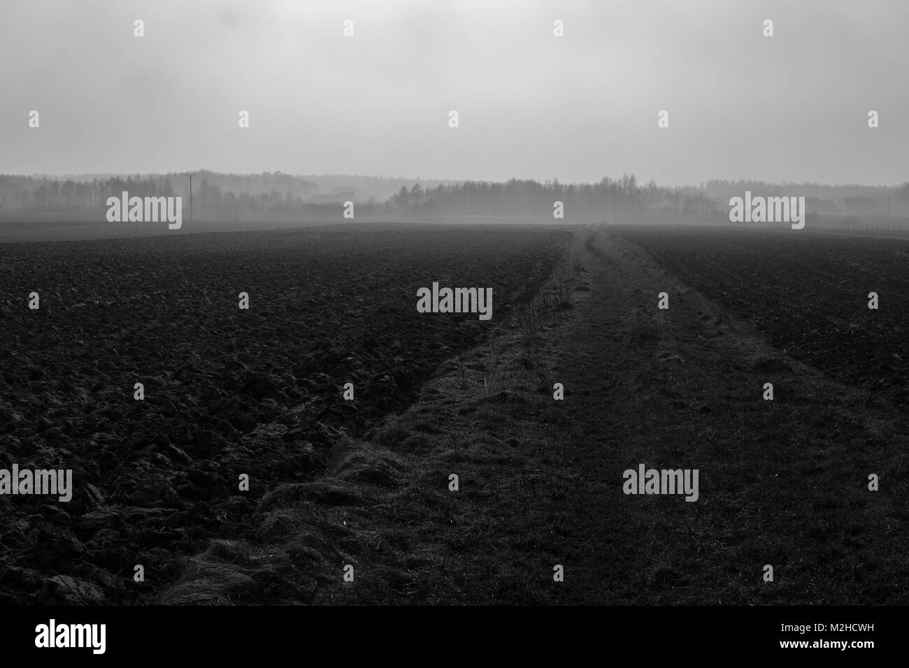 Paysage noir et blanc avec la route à travers champ pendant jour brumeux Banque D'Images