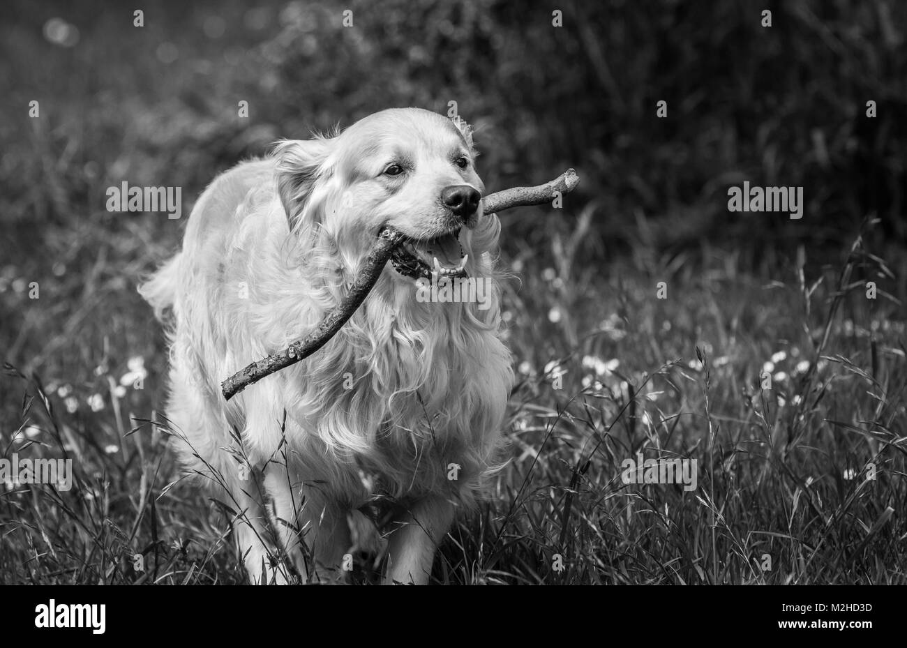 Close-up du meilleur ami de l'homme, le chien, et dans mon cas de mon golden retriever nommé Prince, qui avec leurs regards, expressions, rituels, etc. m Banque D'Images