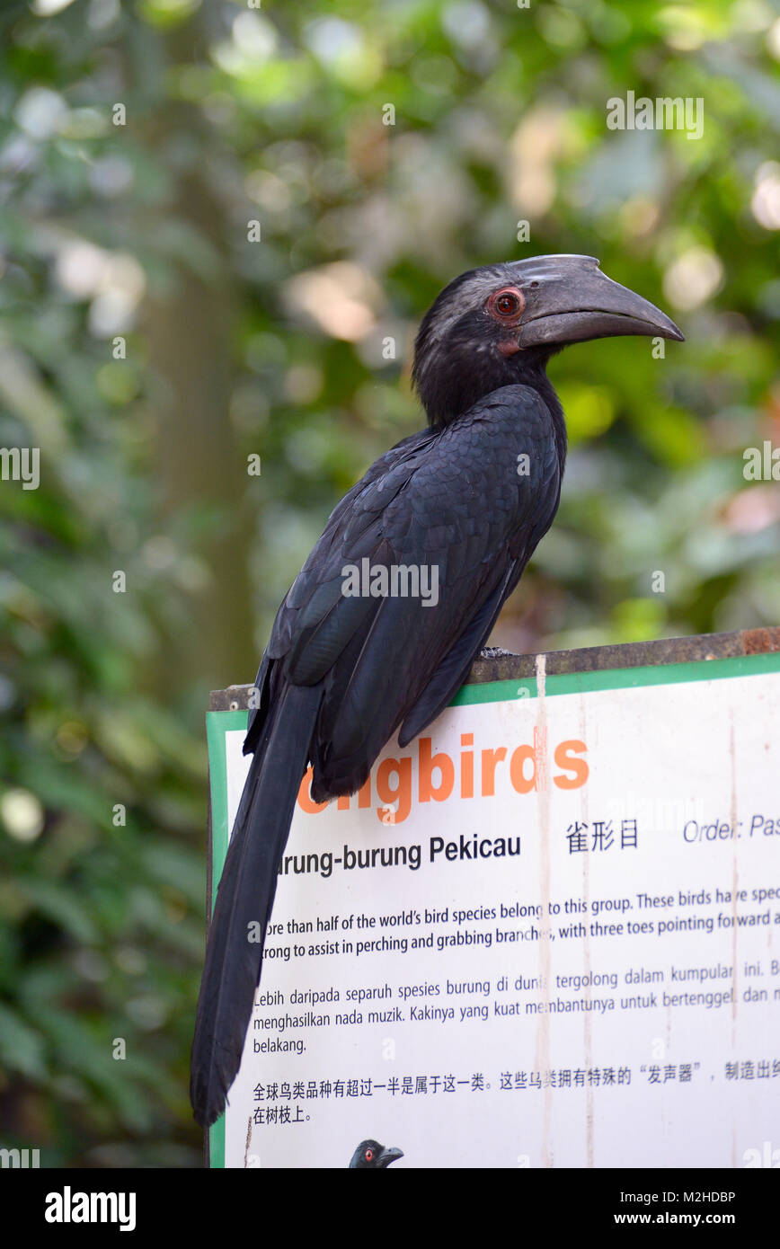 Kuala Lumpur, Malaisie - 2 novembre, 2014 : Oriental Pied Hornbill à Kuala Lumpur Bird Park Banque D'Images