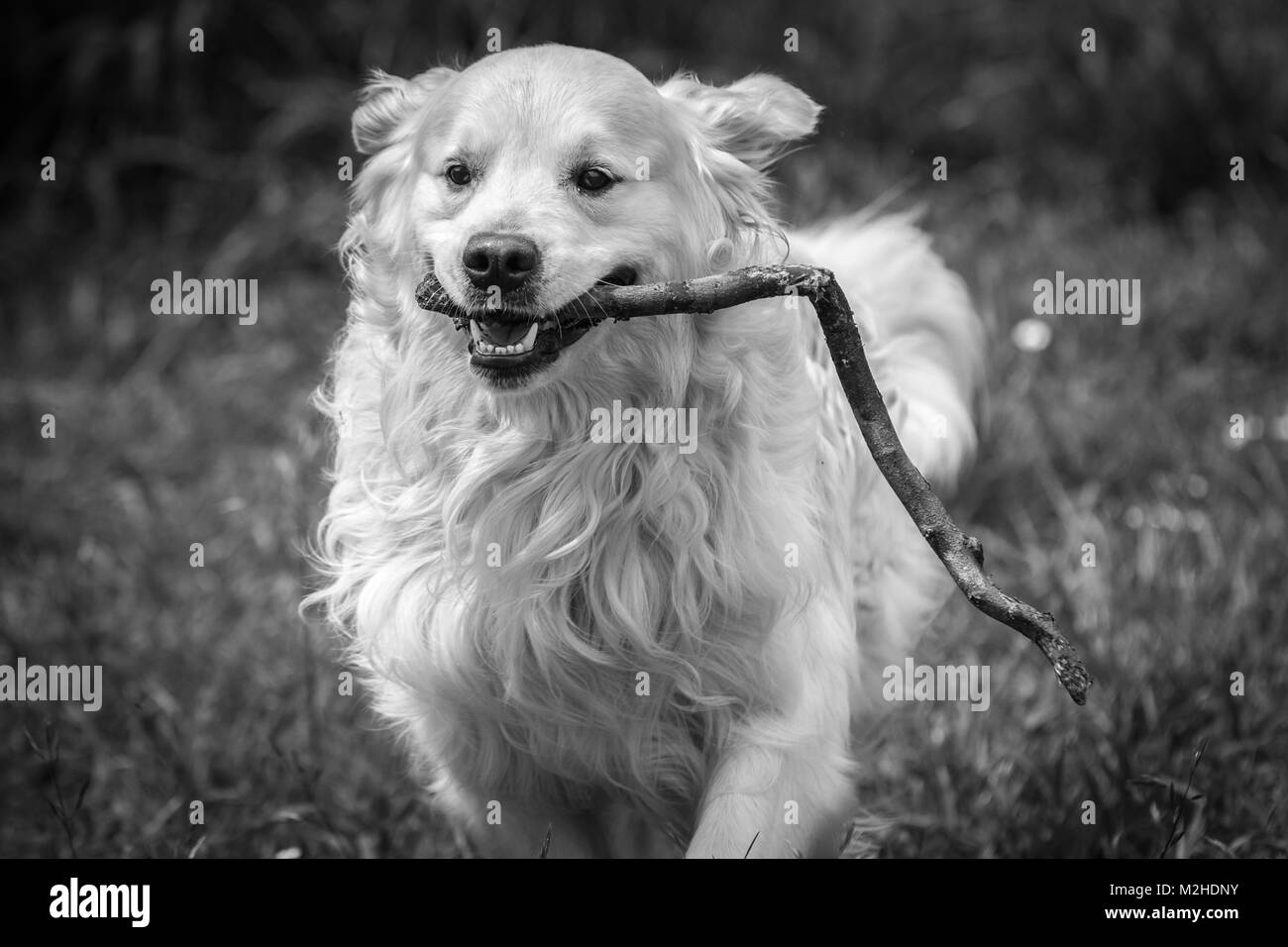 Close-up du meilleur ami de l'homme, le chien, et dans mon cas de mon golden retriever nommé Prince, qui avec leurs regards, expressions, rituels, etc. m Banque D'Images