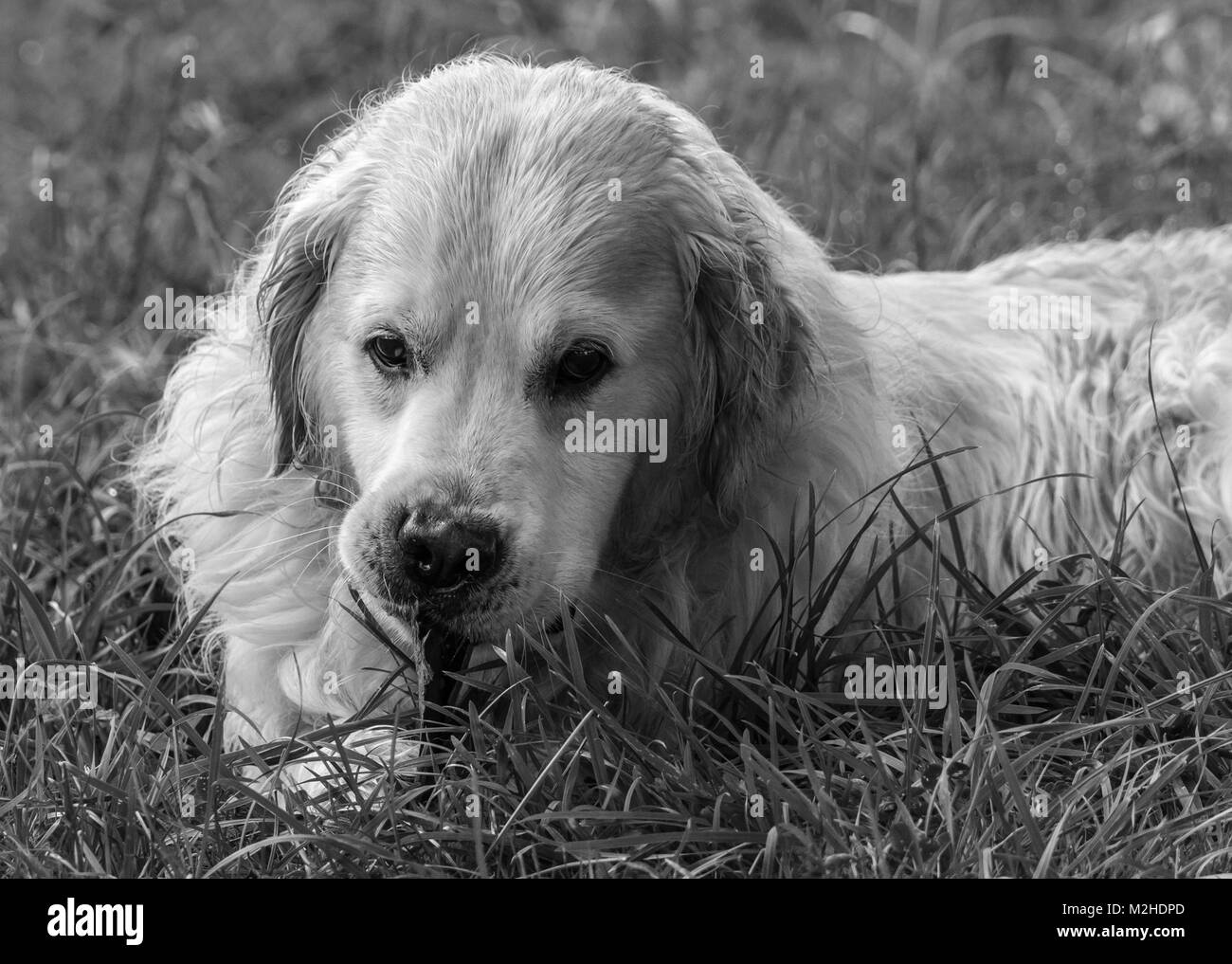 Close-up du meilleur ami de l'homme, le chien, et dans mon cas de mon golden retriever nommé Prince, qui avec leurs regards, expressions, rituels, etc. m Banque D'Images