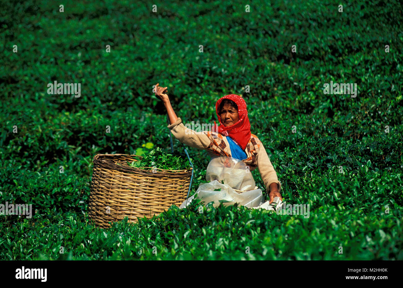 Plantation de thé de bois Chéri, MAURICE Banque D'Images