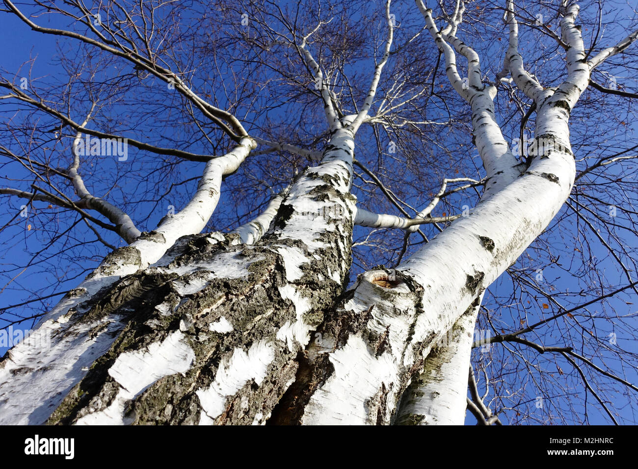 Betula pendula, bouleau argenté arbres hiver blanc troncs de bouleau Banque D'Images