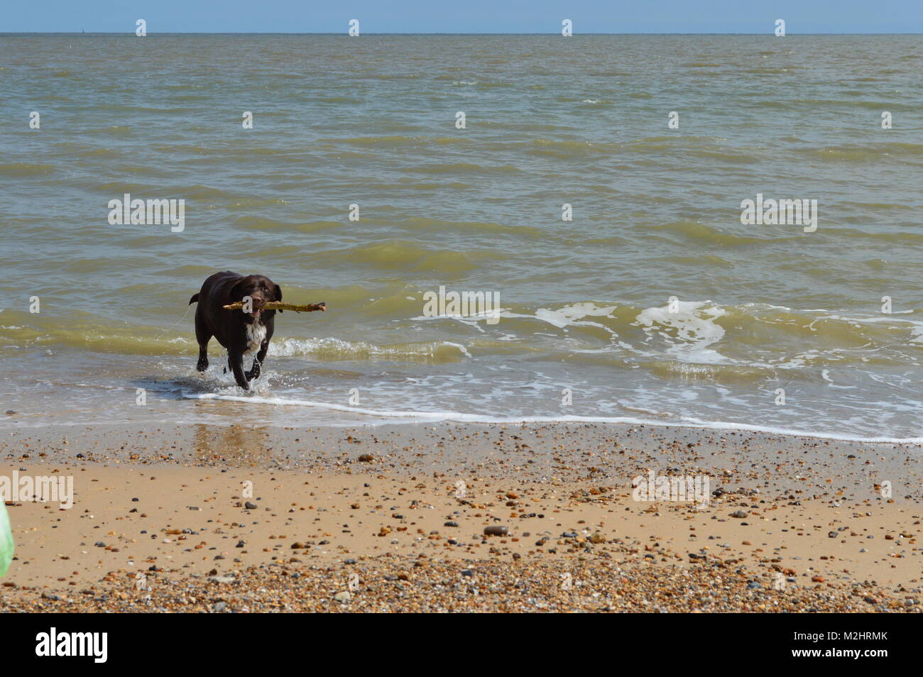 Chien en mer Banque D'Images