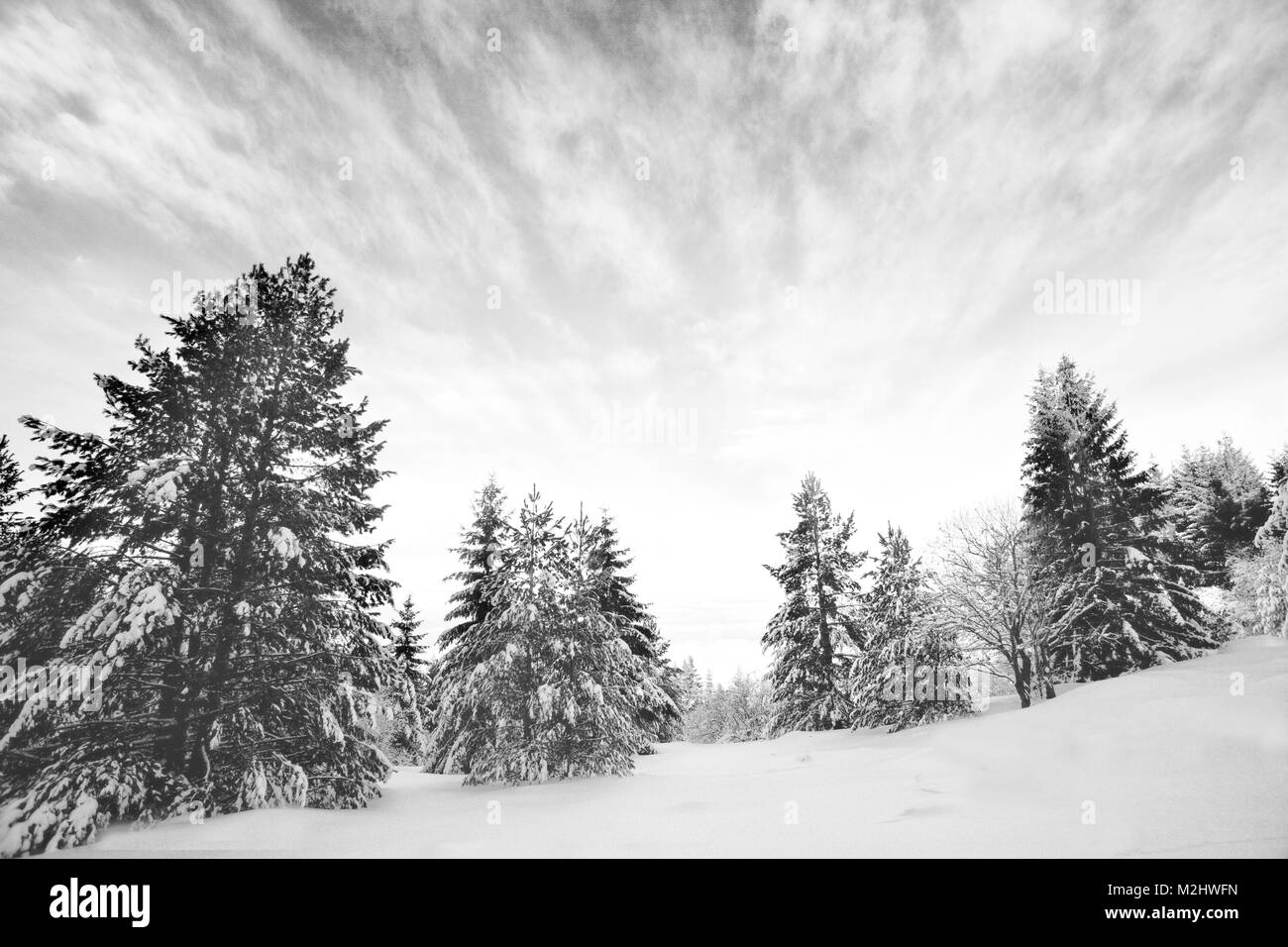 Paysage noir et blanc d'hiver avec beaucoup de neige et d'arbres, beauté bulgare de la nature, Rila montagne Banque D'Images