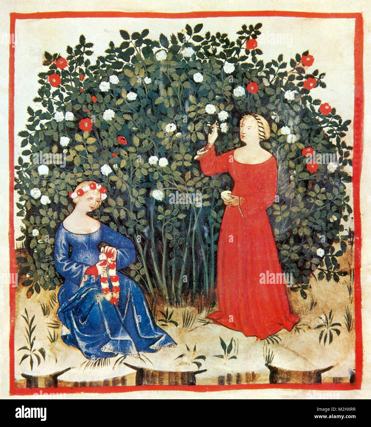 'Tacuinum Sanitatis, Roses' Banque D'Images