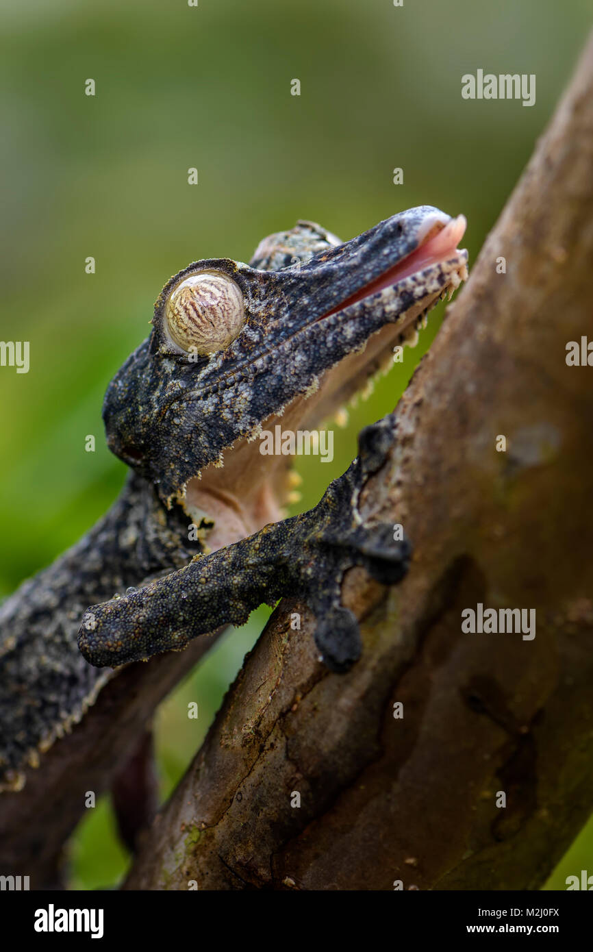 Feuille géant-tail Gecko - Uroplatus fimbriatus, Madagascar forêt tropicale. Bien rare, endémique dans gecko masqués de Madagascar. Le mimétisme. Camouflage. Banque D'Images