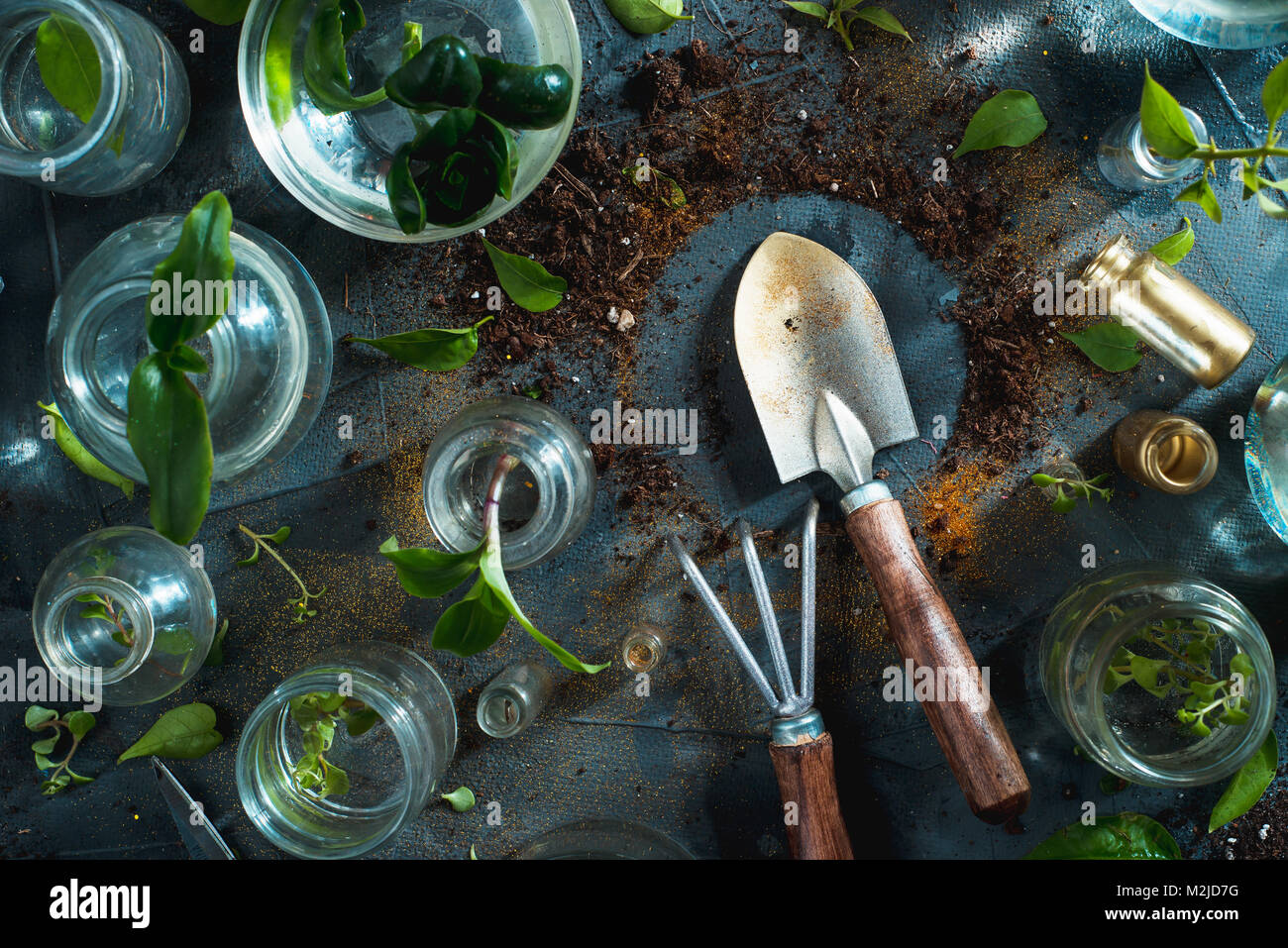 En-tête avec la vie encore botanique. Outils de jardinage le râteau et chat avec le sol et les plantes vertes dans les semis de printemps concept avec copie espace. Banque D'Images