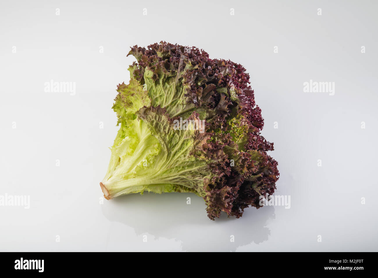 Légumes frais : laitue frisée rouge isolé sur fond blanc Banque D'Images