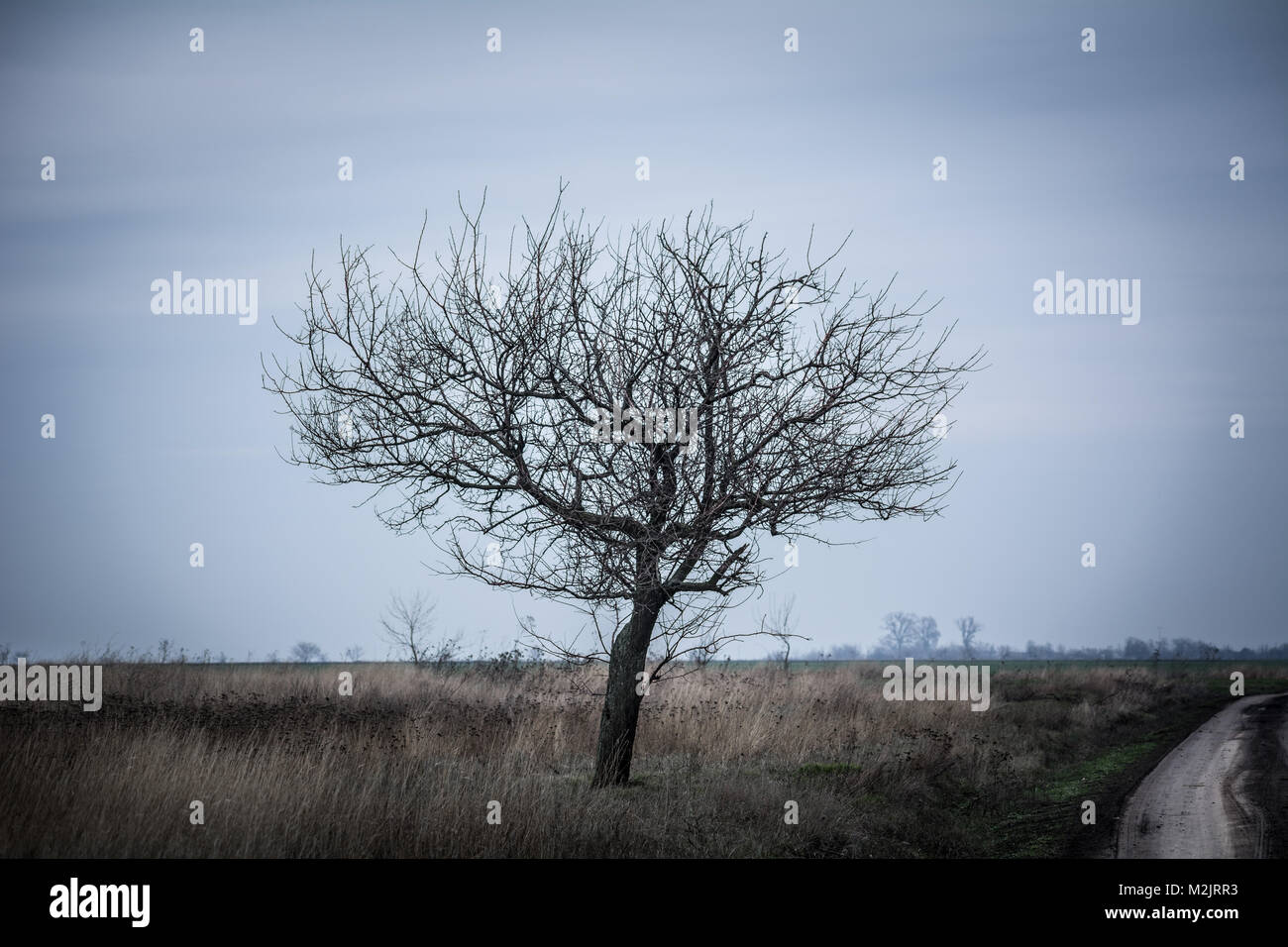 Lonely tree sur le terrain dans le contexte d'un sombre ciel d'hiver Banque D'Images
