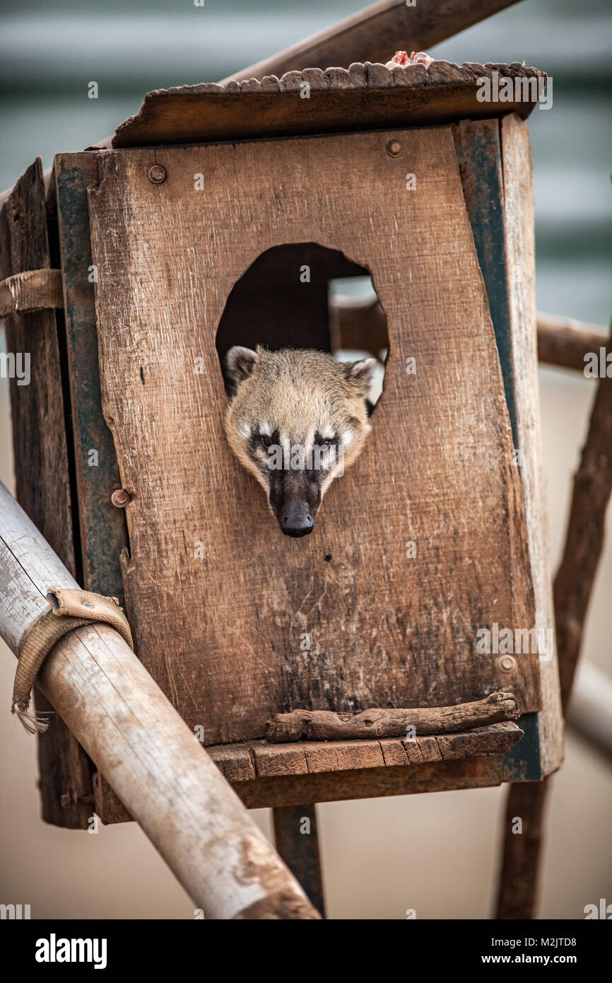 Ring tailed coati, Nasua nasua, à l'intérieur de la maison en bois Banque D'Images