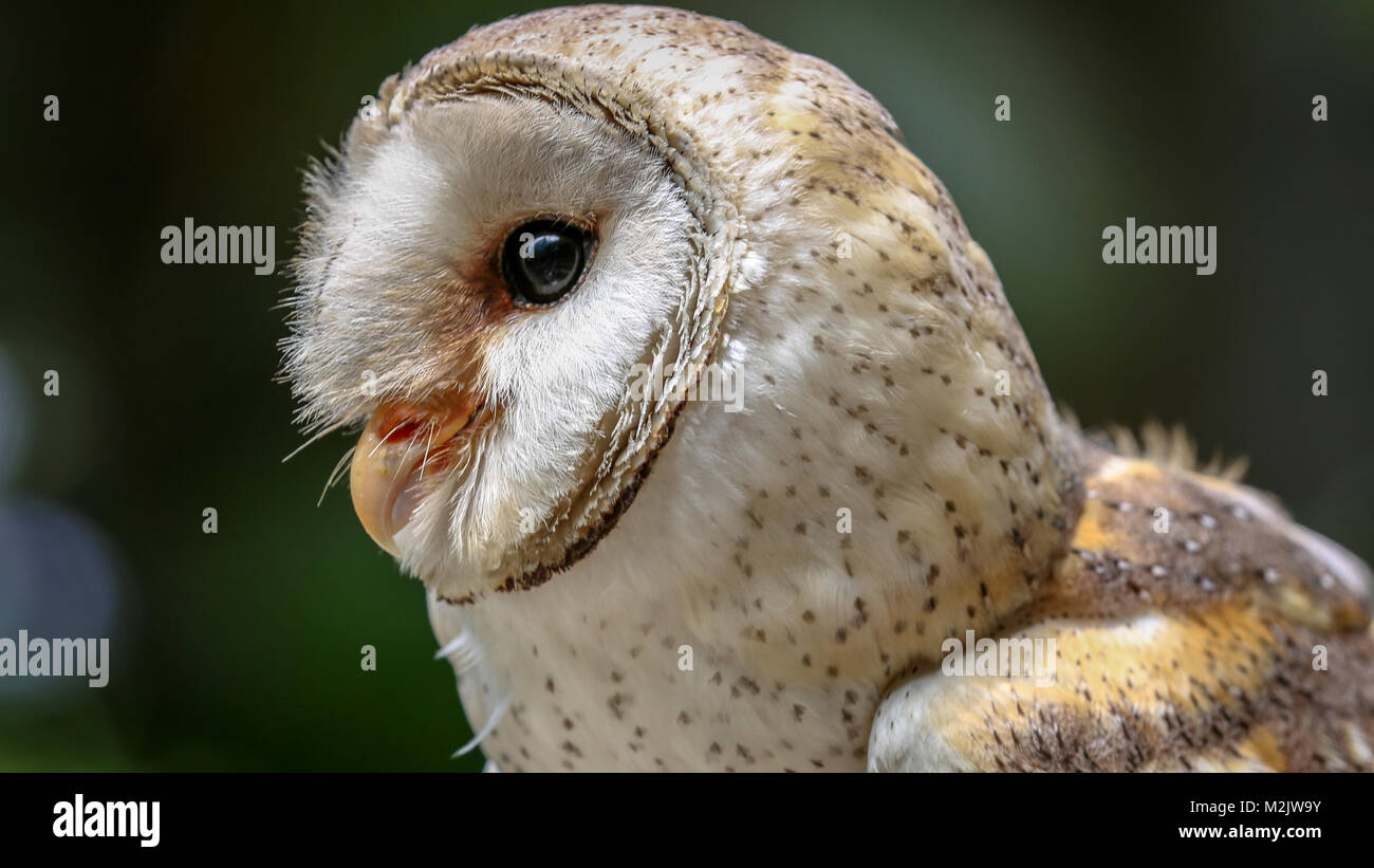 'Scratch' l'Effraie des clochers à la rivière Umgeni Bird Park à Durban, KwaZulu-Natal, Afrique du Sud Janvier 2018 Banque D'Images