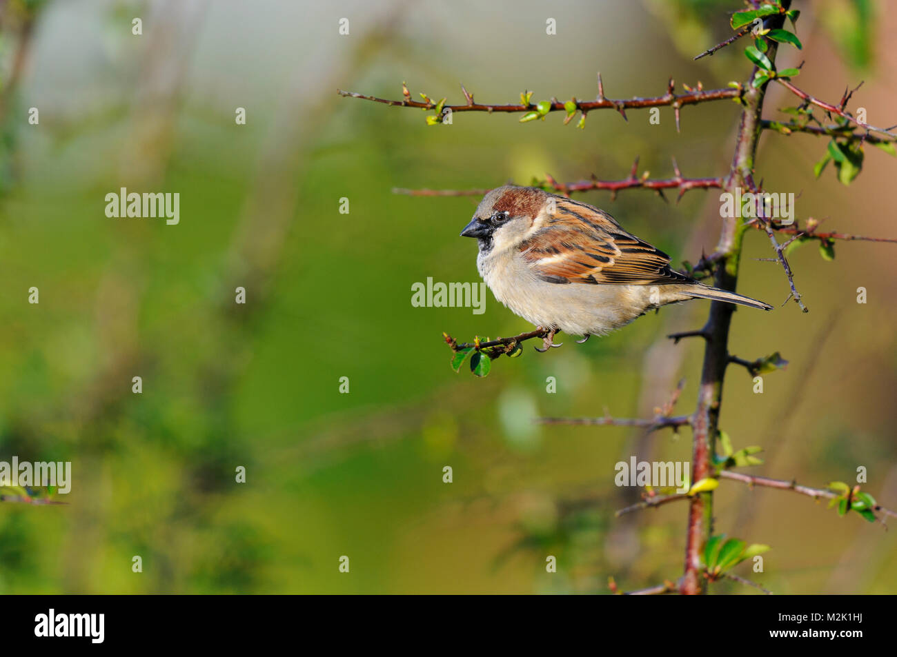 Moineau domestique (Passer domesticus), mâle adulte, perché sur un rameau de fleurs colorées dans un jardin de Sowerby, Yorkshire du Nord. Février. Banque D'Images
