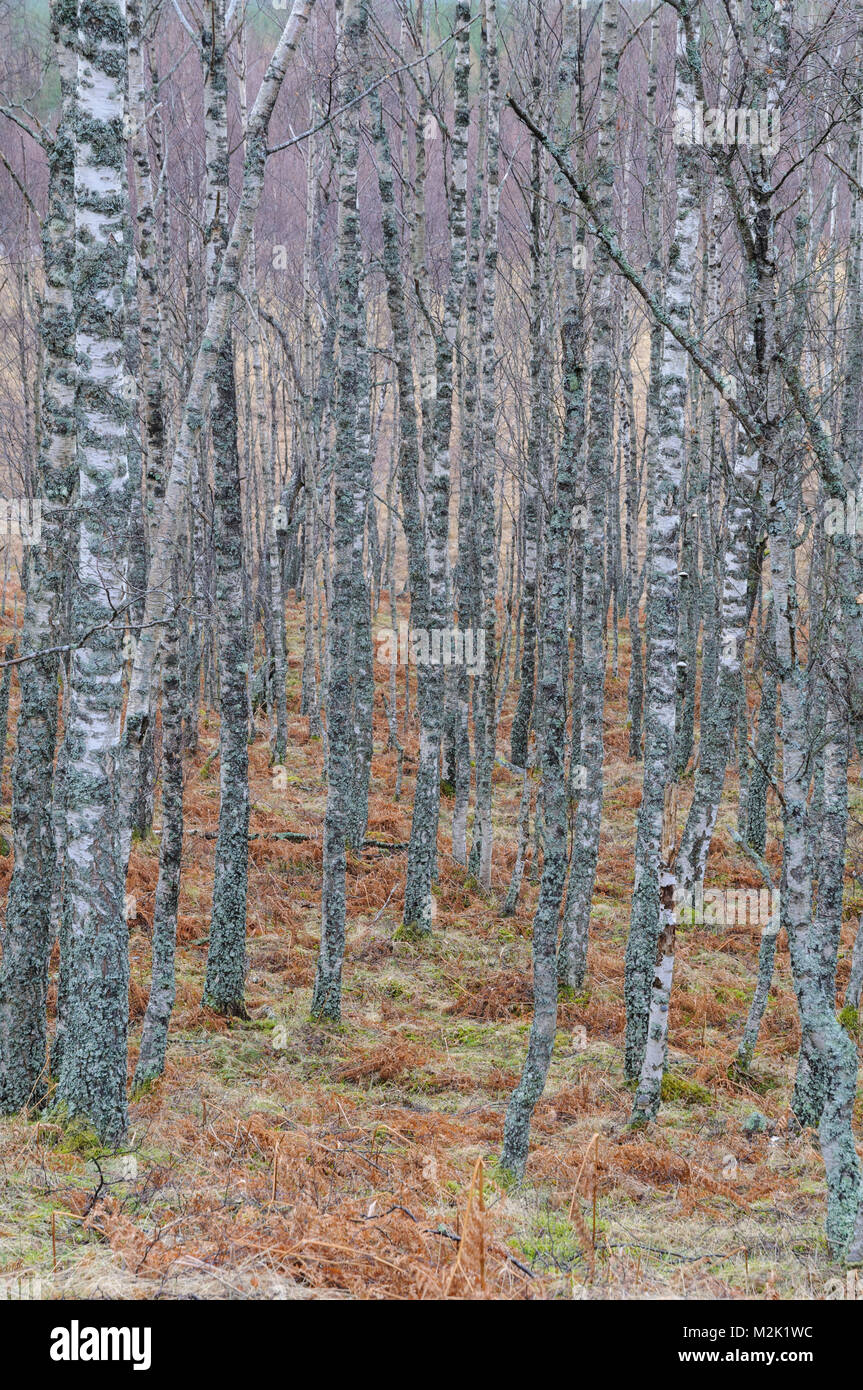 Arbres de bouleau verruqueux (Betula pendula), et sans feuilles fortement incrustés de lichens à Glen Feshie, Inverness-shire, en Écosse. Mars. Banque D'Images