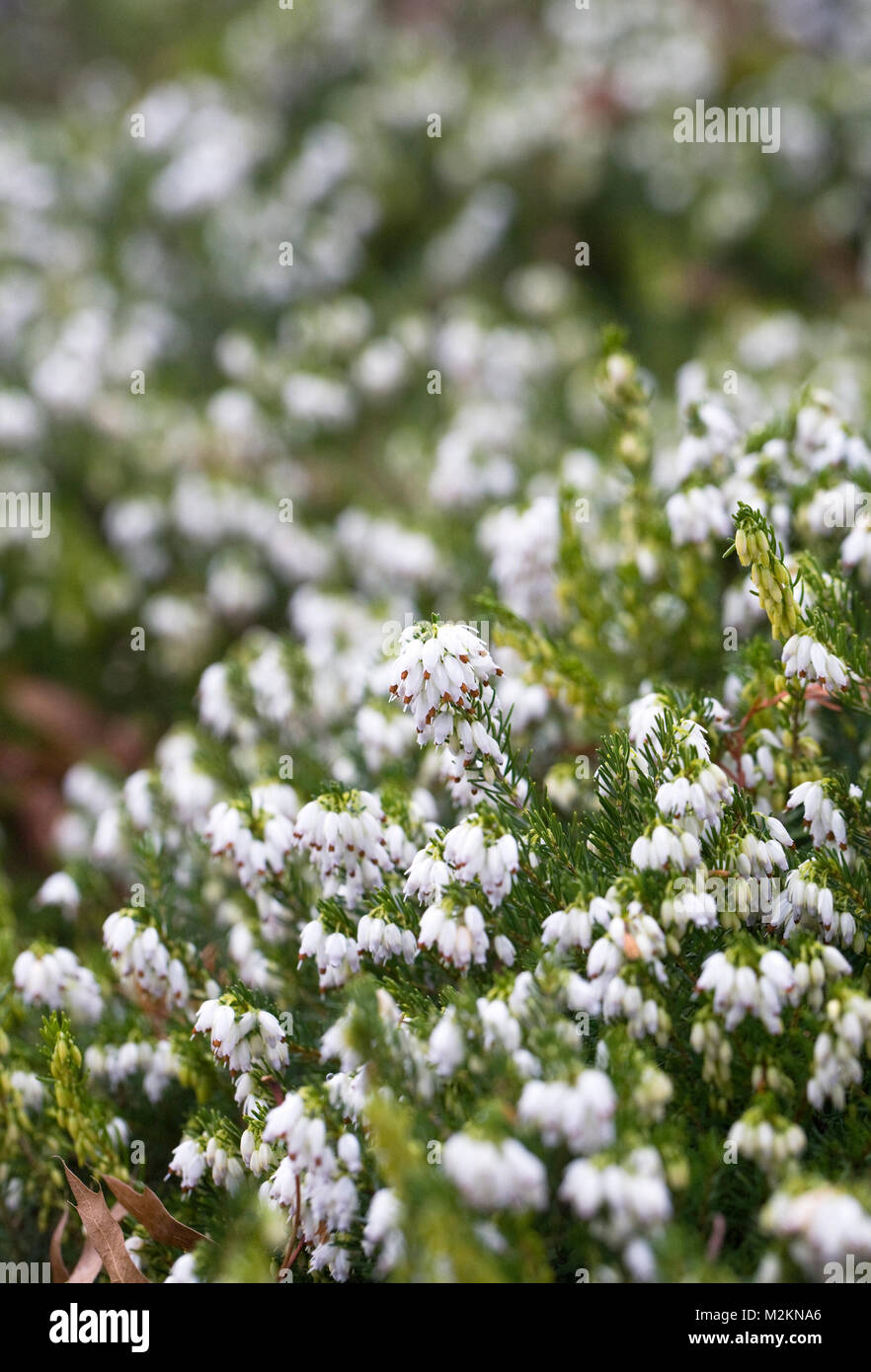 Erica x darleyensis 'Snow Surprise' fleurs. Banque D'Images