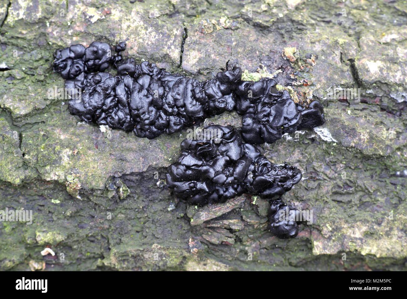 Exidia glandulosa, un jelly champignon avec noms communs des sorcières, beurre noir black Jelly Roll, ou champignon warty jelly Banque D'Images