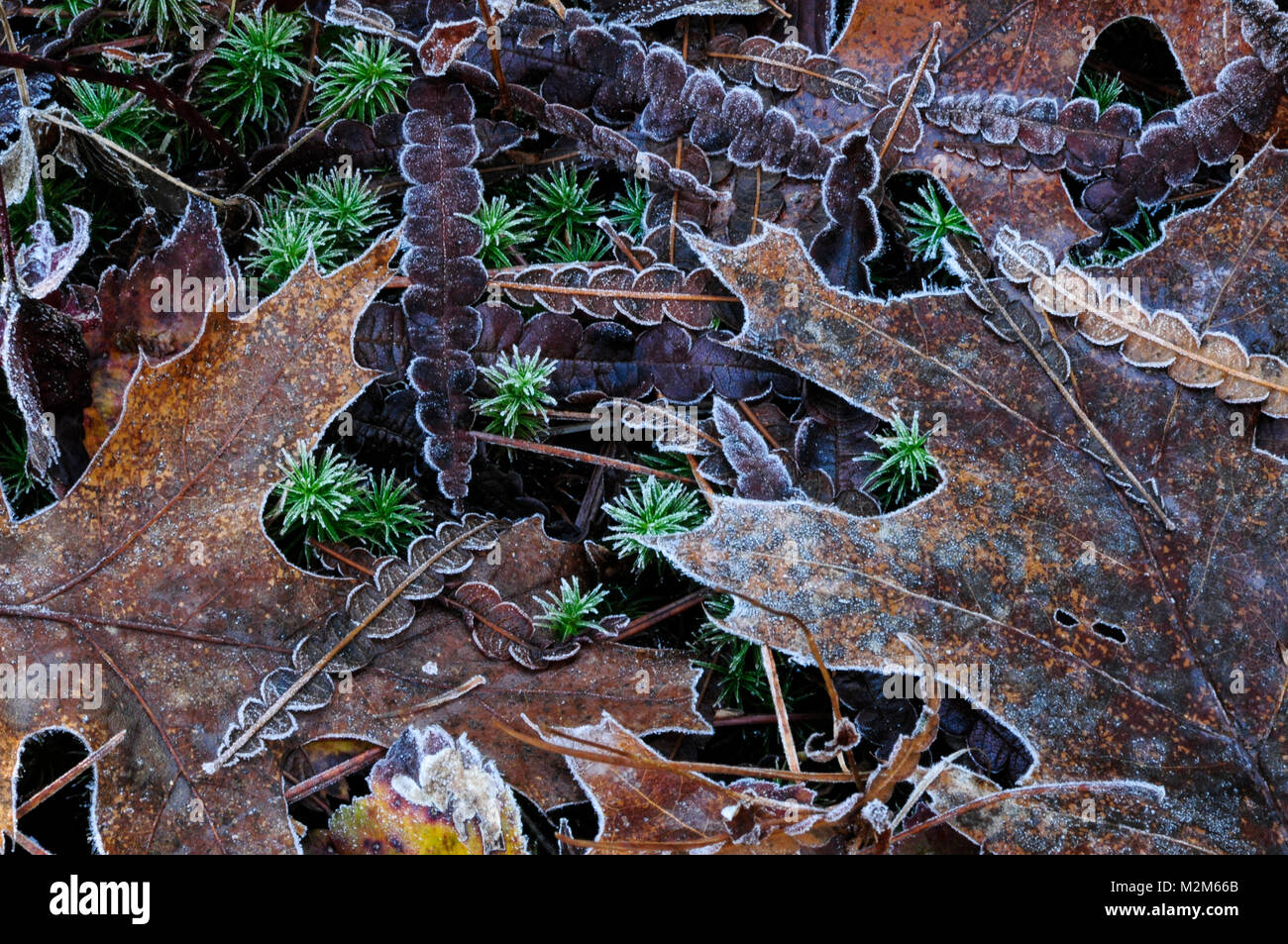 Feuilles givrées au Wilton Park et préserver, New York Banque D'Images