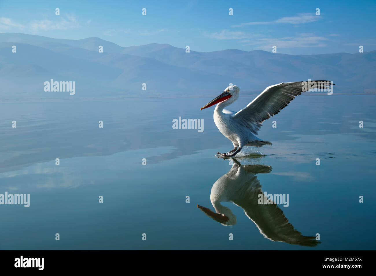 Pelican Banque D'Images