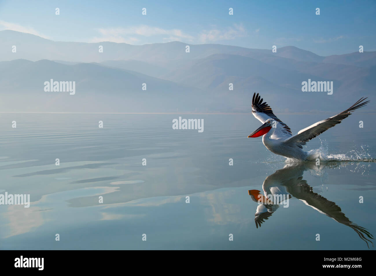 Pelican Banque D'Images