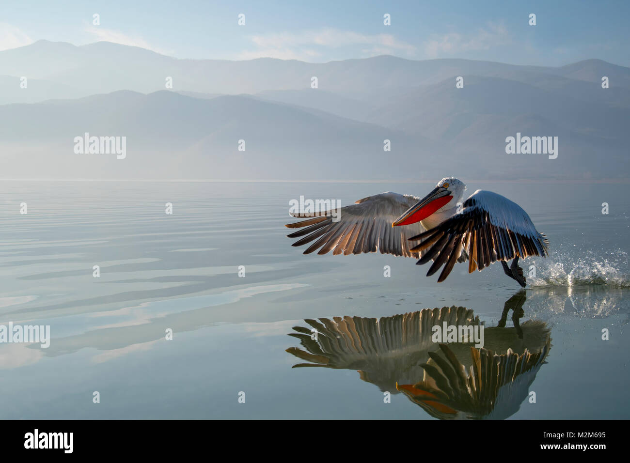 Pelican Banque D'Images