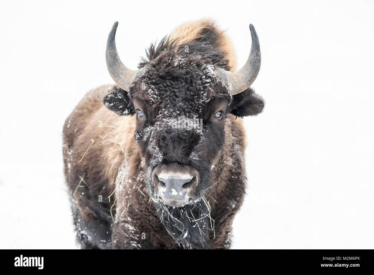 Le bison des plaines (Bison bison bison) ou American Buffalo, en hiver, le parc national du Mont-Riding, Manitoba, Canada. Banque D'Images
