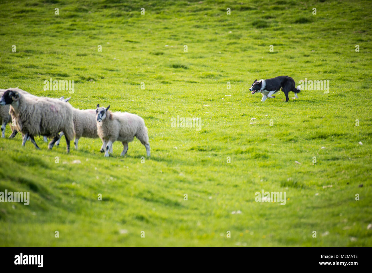 Sheepdog poursuit les moutons dans les pâturages, les Vallées du Yorkshire, UK Banque D'Images