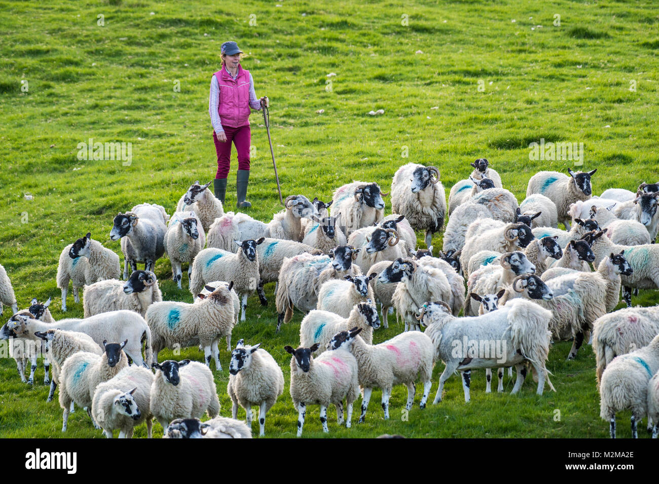 Femme Shepherd dirige le troupeau de moutons, Yorkshire, UK Banque D'Images