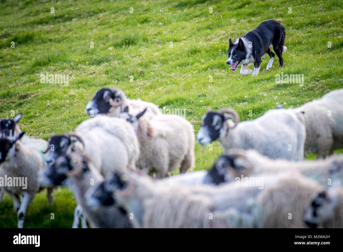 Border Collie a le pouvoir d'après le troupeau de moutons pour leur troupeau, Yorkshire, UK Banque D'Images