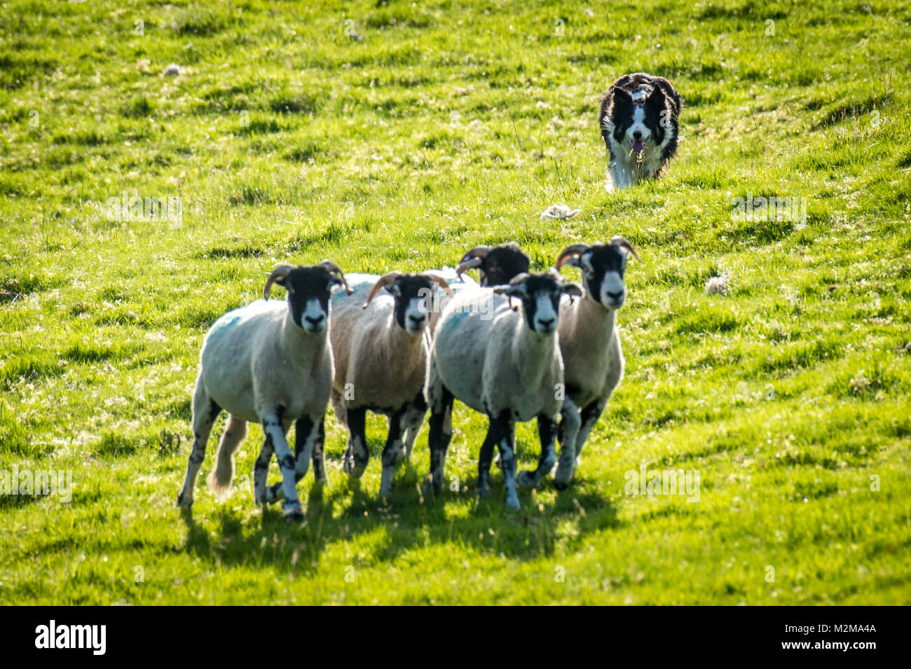 Réductions Border Collie brebis loin de troupeau, Yorkshire, UK Banque D'Images