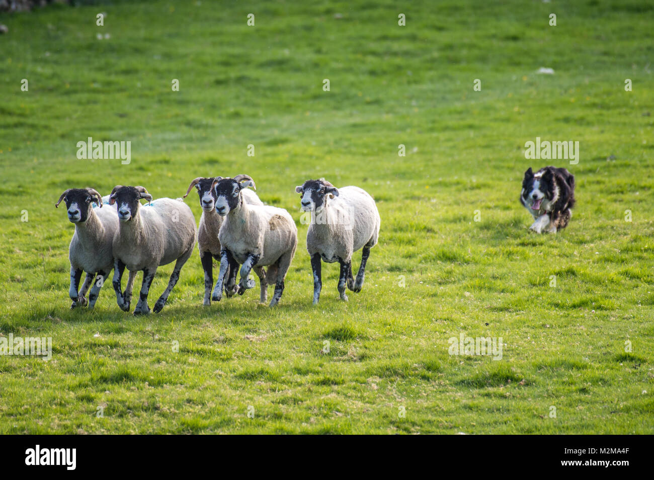 Réductions Border Collie brebis loin de troupeau, Yorkshire, UK Banque D'Images